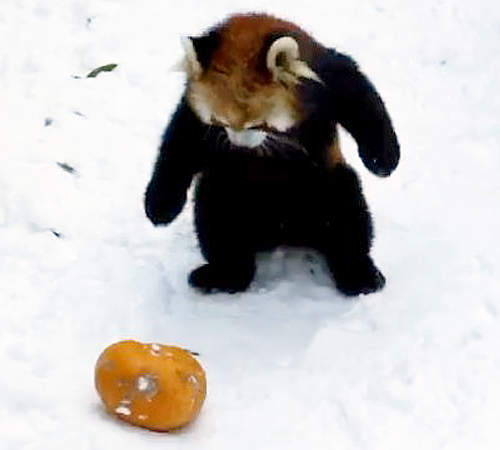 《小紅貓熊爆笑動圖》盡做一些理解不能的行為（笑）