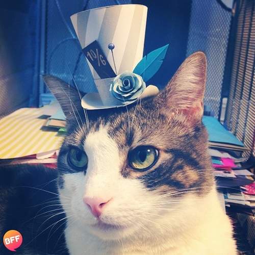 《貓咪版瘋狂帽客》今天要帶哪頂出門呢? 《貓咪版瘋狂帽客》今天要帶哪頂出門呢?