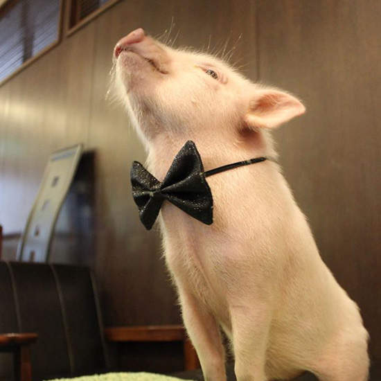 《豬肉料理店裡的吉祥物》是隻活生生的小豬 不會是備用糧食吧...