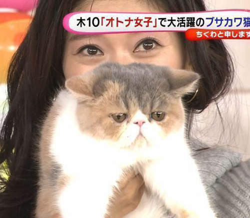 貓的日劇《大人女子》一不小心貓咪就比劇情更令人在意惹ww 貓的日劇《大人女子》一不小心貓咪就比劇情更令人在意惹ww