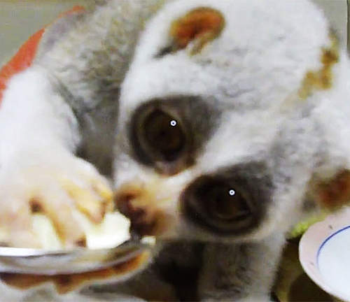 《寵物宅急便》王者懶猴吃香蕉也太可愛了 《寵物宅急便》王者懶猴吃香蕉也太可愛了