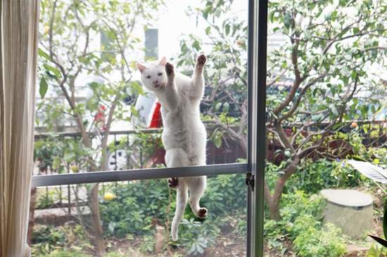 各種《捕捉貓咪決定瞬間寫真集》來見證貓咪們帥氣可愛的時刻吧(ΦωΦ)