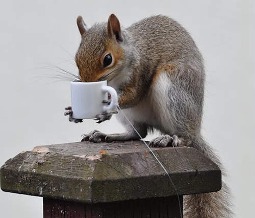 《松鼠用馬克杯》松鼠的午後也需要喝咖啡提提神www
