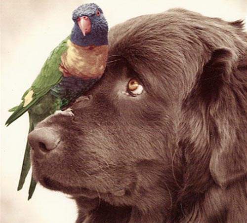 《家有寵物鸚鵡》爆笑程度絕對不輸給貓狗