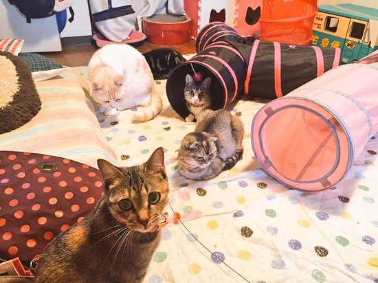 冬天版《真實版貓咪收集》啟動床暖房就可以開始收集癱軟貓咪惹ww 冬天版《真實版貓咪收集》啟動床暖房就可以開始收集癱軟貓咪惹ww