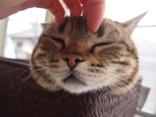 《貓的頭頂香味芳香劑》搭配貓咪抱枕一起使用應該很幸福吧♥ 《貓的頭頂香味芳香劑》搭配貓咪抱枕一起使用應該很幸福吧♥