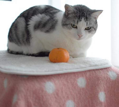 更懶《暖桌貓》喵星人直接就把暖爐桌當家啦(●ↀωↀ●)✧