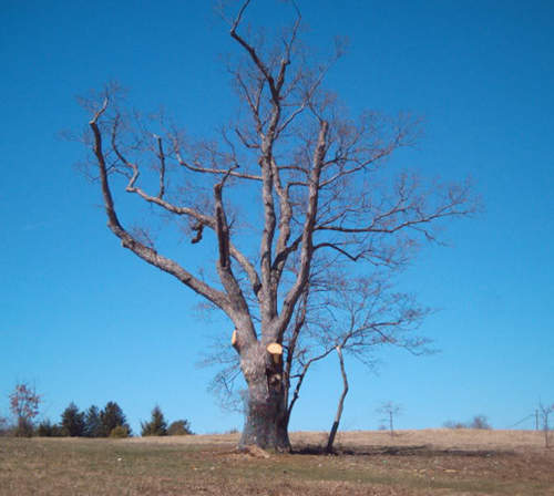 《都市傳傳說》無法被砍斷的魔鬼樹還有人敢挑戰嗎 《都市傳傳說》無法被砍斷的魔鬼樹還有人敢挑戰嗎