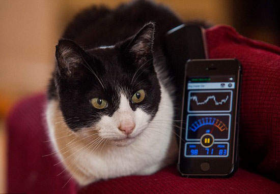 《世界上最吵的貓》金氏紀錄認證呼嚕聲68分貝  