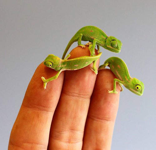 超可愛《變色龍寶寶》在我們被療癒的同時牠們也正一點一點長大中... 超可愛《變色龍寶寶》在我們被療癒的同時牠們也正一點一點長大中...