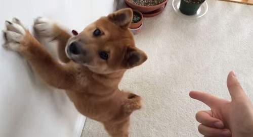 超萌柴犬《Kibo》驚嚇投降樣樣來♥ 超萌柴犬《Kibo》驚嚇投降樣樣來♥