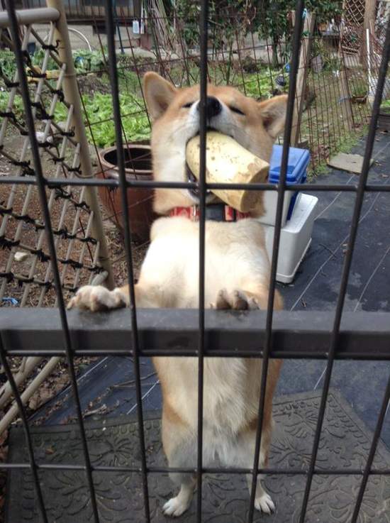 《寵物叼來的戰利品》狗狗貓貓送過你什麼伴手禮呢? 《寵物叼來的戰利品》狗狗貓貓送過你什麼伴手禮呢?