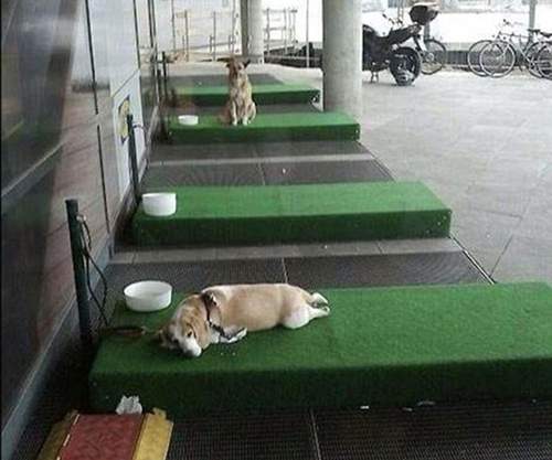 德國IKEA出現超貼心《停狗位》除了有草皮可躺還提供喝水碗用唷 德國IKEA出現超貼心《停狗位》除了有草皮可躺還提供喝水碗用唷