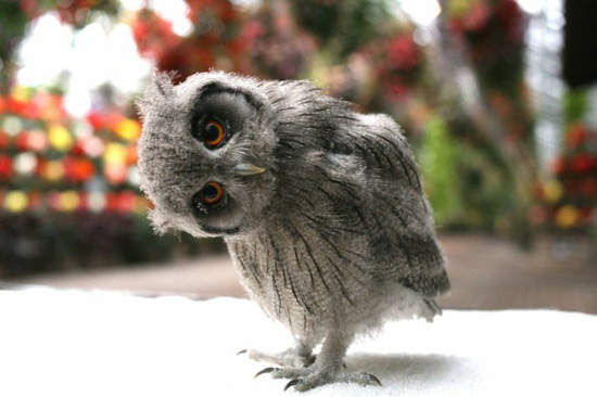 貓狗除外《最想養的動物排行榜》人家想養毛絲鼠（舉）