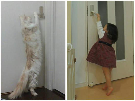 推特話題《巨大貓》站起來比一個小孩還要高!? 推特話題《巨大貓》站起來比一個小孩還要高!?
