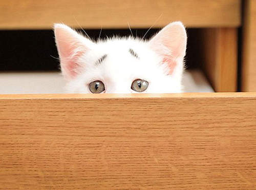 《八字眉小貓Gary》新生代囧臉貓來惹(一臉困擾) 《八字眉小貓Gary》新生代囧臉貓來惹(一臉困擾)