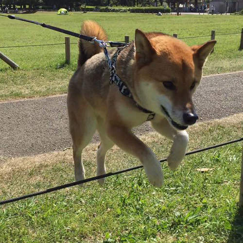 《跌倒的柴犬》跳躍吧柴柴 不過小心跌個狗吃屎啊QAQ