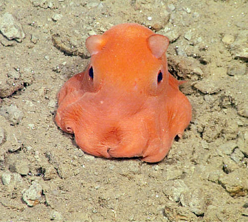 深海新物種《小耳朵章魚》科學家說太可愛名字好難取 深海新物種《小耳朵章魚》科學家說太可愛名字好難取