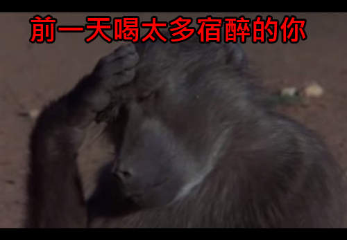 《吃水果酒醉的動物》偶沒有醉～只是多吃了一點...（茫）