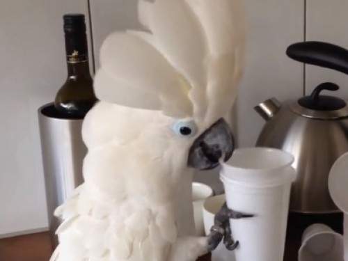 《跟杯子有仇的鸚鵡》比他白比他高的傢伙就是注定被摧毀（狠）