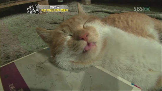 《霸道喵星人》這個小霸王把這裡當自己家啊....（餵食）