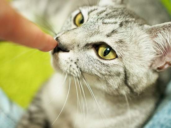 《鼻頭戳》動物界流行的不是牆壁咚而是蹭鼻頭囉w 《鼻頭戳》動物界流行的不是牆壁咚而是蹭鼻頭囉w