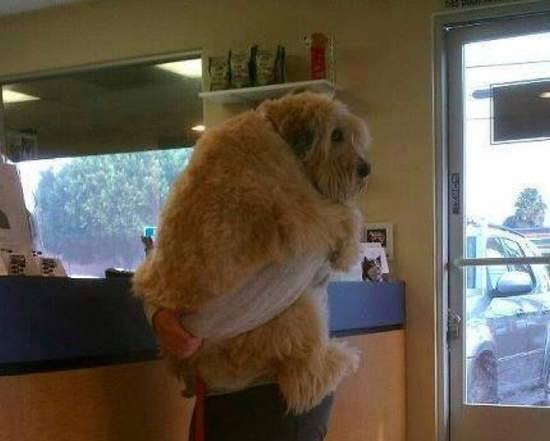 《動物知道要看獸醫的反應》乖喔乖喔其實我也很怕 〒皿〒 《動物知道要看獸醫的反應》乖喔乖喔其實我也很怕 〒皿〒