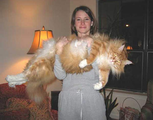 《巨大的貓咪》光是抱起來就可以做重訓www