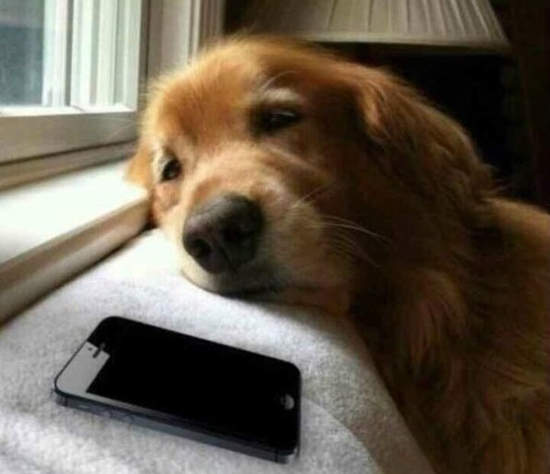 《如果狗狗會傳簡訊》你只要傳一張圖就可以鎮住他