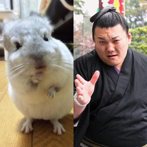 《毛絲鼠與力士》胖胖的寵物龍貓和相撲選手其實一樣萌♥ 《毛絲鼠與力士》胖胖的寵物龍貓和相撲選手其實一樣萌♥