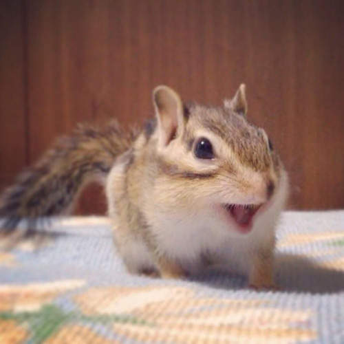 超萌《伸懶腰的花栗鼠》鼠界新星bikke