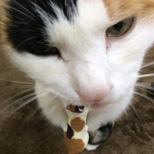 《礙事的杯緣貓》原來不只會礙人喝水 還會脫人家的衣服呀（幹得好