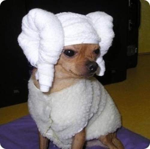 《寵物的羊角頭巾》怎麼在可愛之中透露一絲憂傷呢XD