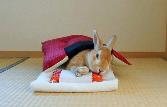 《被窩裡的小兔子》天冷了~被窩裡比較舒服嘛（窩）