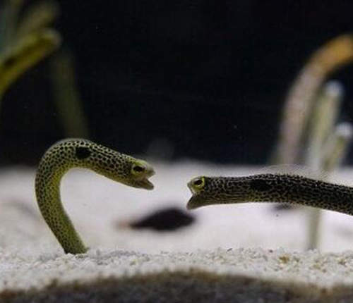 超無力《花園鰻吵架》這大概是全世界最可愛的爭執惹吧www