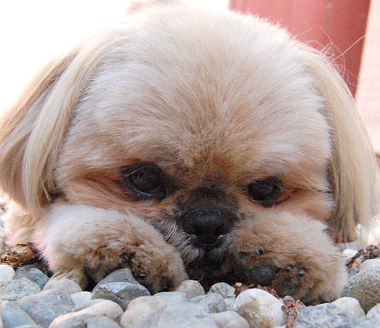 《西施犬道奇》Ins上30萬人氣的無動於衷犬 《西施犬道奇》Ins上30萬人氣的無動於衷犬