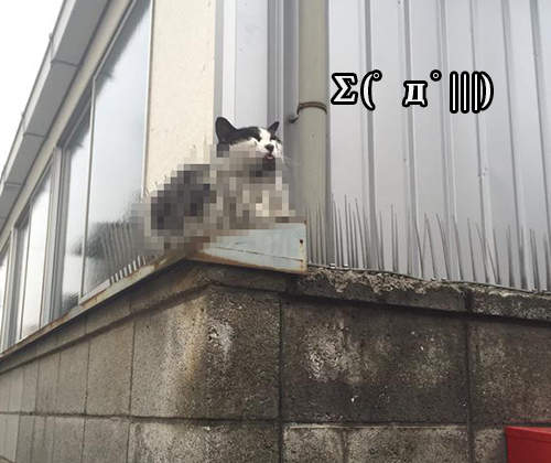 《貓的珍事件》被尖刺刺穿的貓咪好驚悚!? 《貓的珍事件》被尖刺刺穿的貓咪好驚悚!?