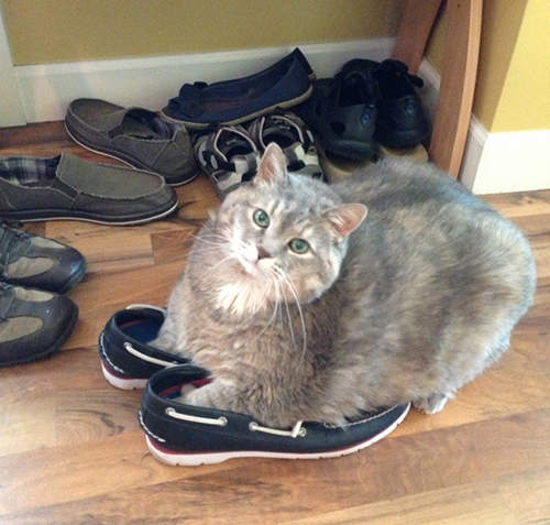 《愛上鞋子的貓貓》什喵?我才沒有穿反是你誤會了! 《愛上鞋子的貓貓》什喵?我才沒有穿反是你誤會了!