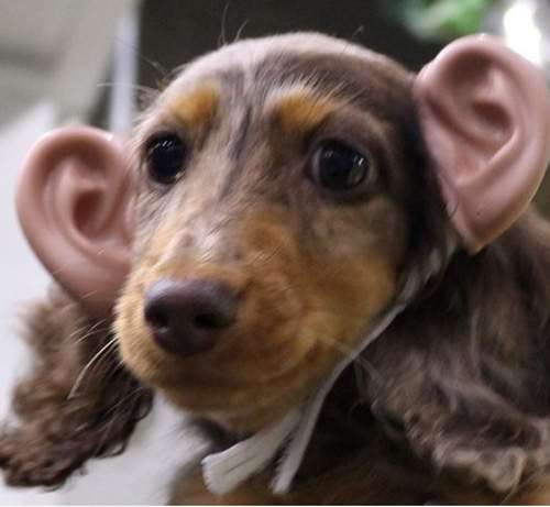 《動物戴人耳也萌萌?》擬人化的戴耳企劃大展開 《動物戴人耳也萌萌?》擬人化的戴耳企劃大展開