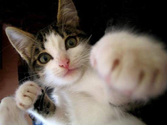 研究表示《貓咪其實是危險動物》相信貓奴們應該早就有深刻體會了? 研究表示《貓咪其實是危險動物》相信貓奴們應該早就有深刻體會了?