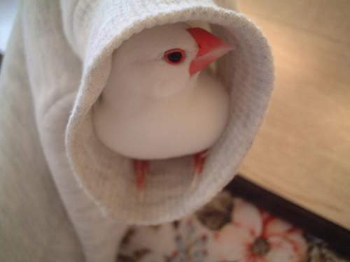 《袖口鳥》把袖口當成小窩也太可愛惹啊啊(灬ºωº灬) 《袖口鳥》把袖口當成小窩也太可愛惹啊啊(灬ºωº灬)
