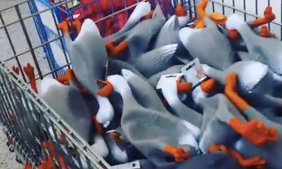 《塑膠鴨大合唱》一大群一起呱~變成意想不到的效果?  《塑膠鴨大合唱》一大群一起呱~變成意想不到的效果?