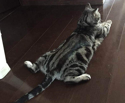 《寵物大開腿》夏天才看得到的可愛清涼畫面