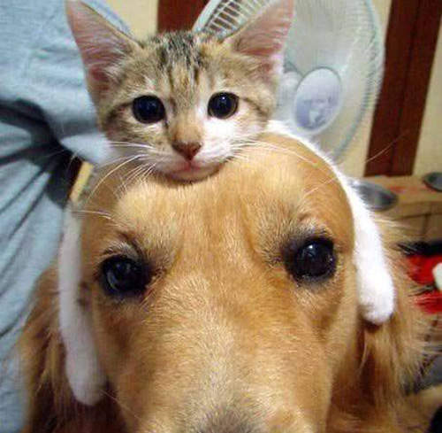 《日本人氣貓狗寵物排行》卡挖伊的五大毛小孩你猜猜會有誰？