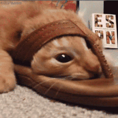 《貓與拖鞋的愛恨情仇》現在是在演哪一齣啊? 《貓與拖鞋的愛恨情仇》現在是在演哪一齣啊?