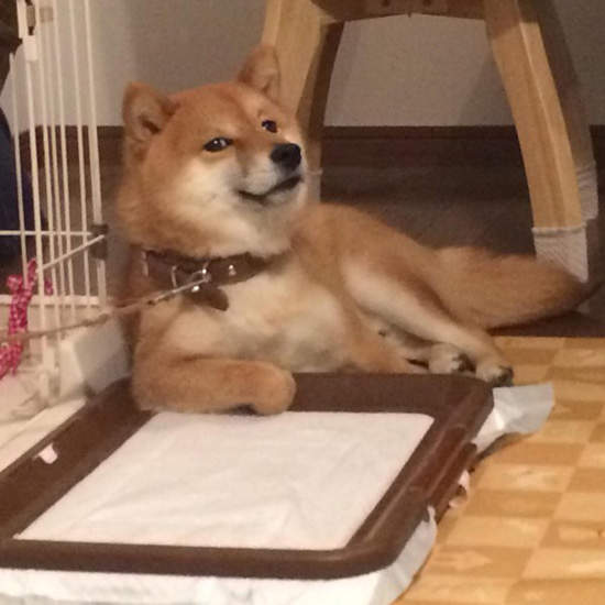 《戲精柴犬》每個表情都真的都很有事啊XD 《戲精柴犬》每個表情都真的都很有事啊XD