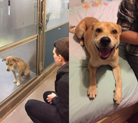 有洋蔥《寵物的第二人生》找到自己新家的流浪動物們 有洋蔥《寵物的第二人生》找到自己新家的流浪動物們