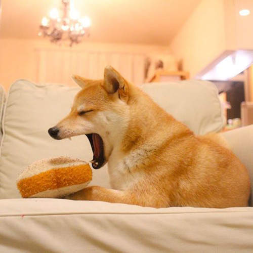 在美食抱枕中的《柴犬》看起來天天都在享受美食阿 在美食抱枕中的《柴犬》看起來天天都在享受美食阿