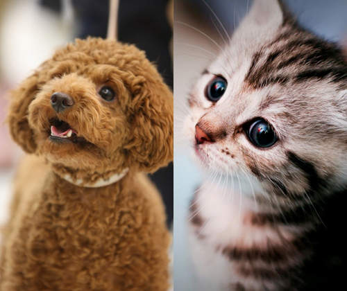 《犬派VS貓派》以科學角度分析～人生比較幸福的揪竟是哪一派呢？