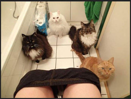 《貓咪白目行為》大概只有溫柔的狗狗跟貓奴受得了你們ε-(-∀-///) 《貓咪白目行為》大概只有溫柔的狗狗跟貓奴受得了你們ε-(-∀-///)